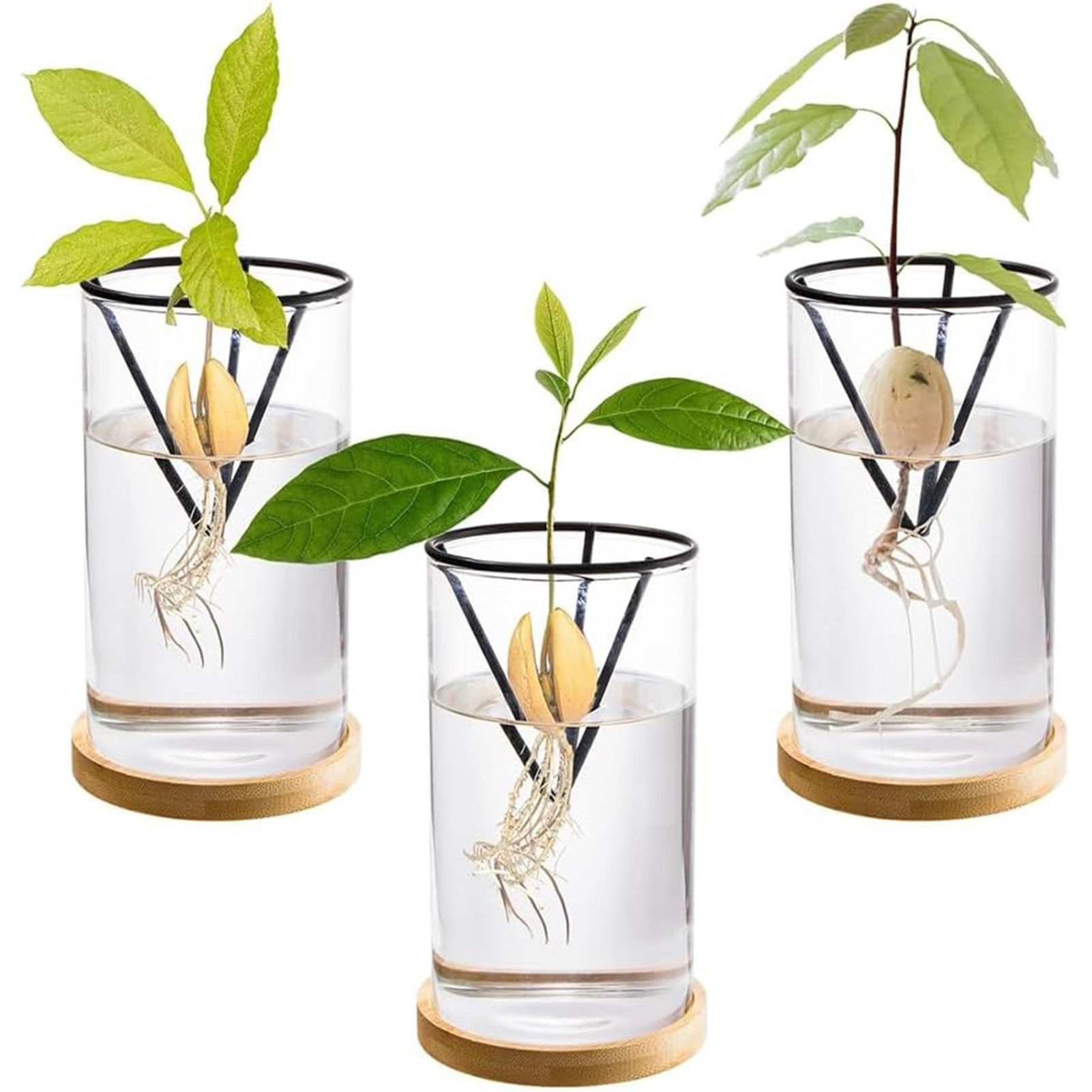 1 세트 아보카도 나무 성장 키트 삼각형 브래킷과 대나 - Crystal Growing Kit 리뷰 및 가격