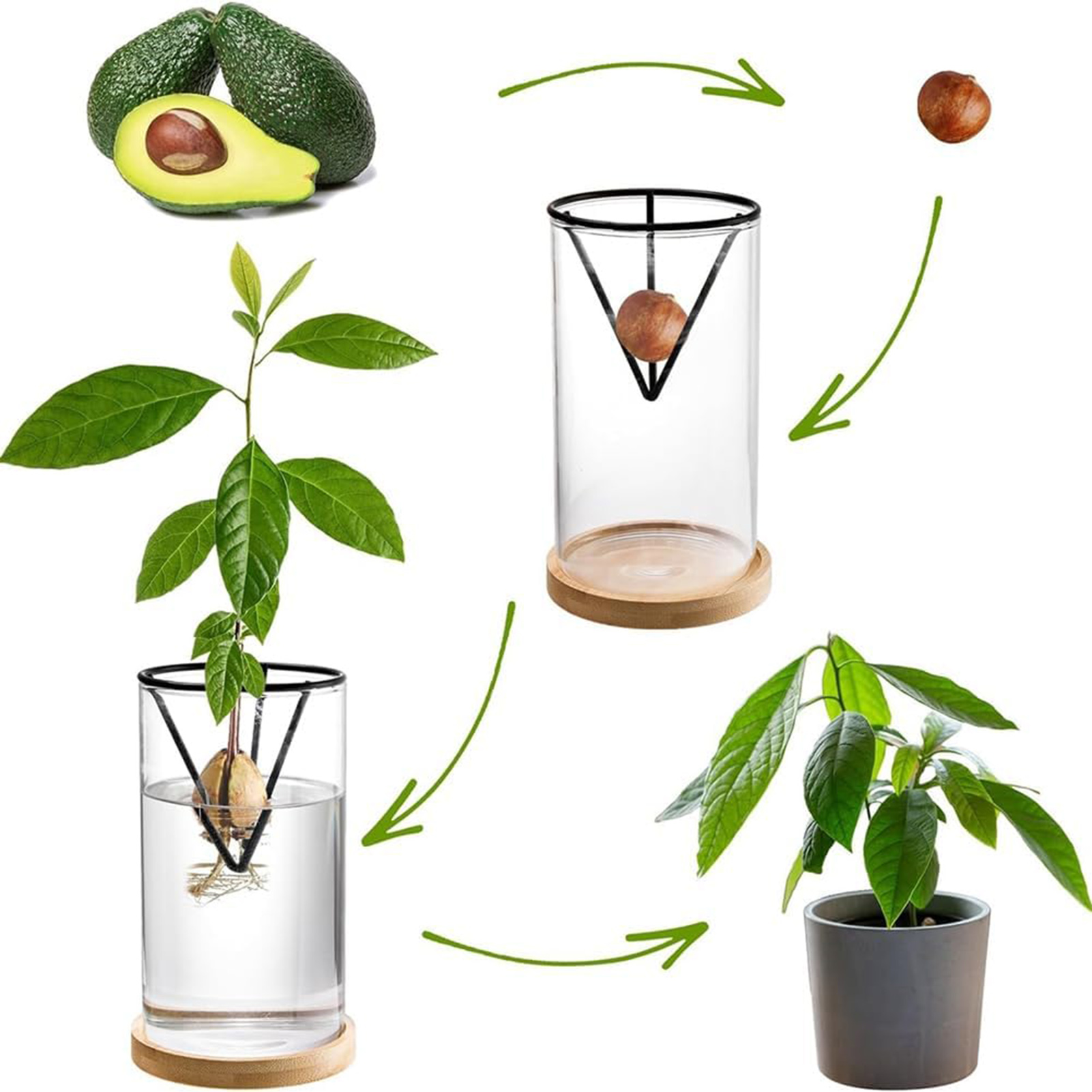 1 세트 아보카도 나무 성장 키트 삼각형 브래킷과 대나 - Crystal Growing Kit 리뷰 및 가격