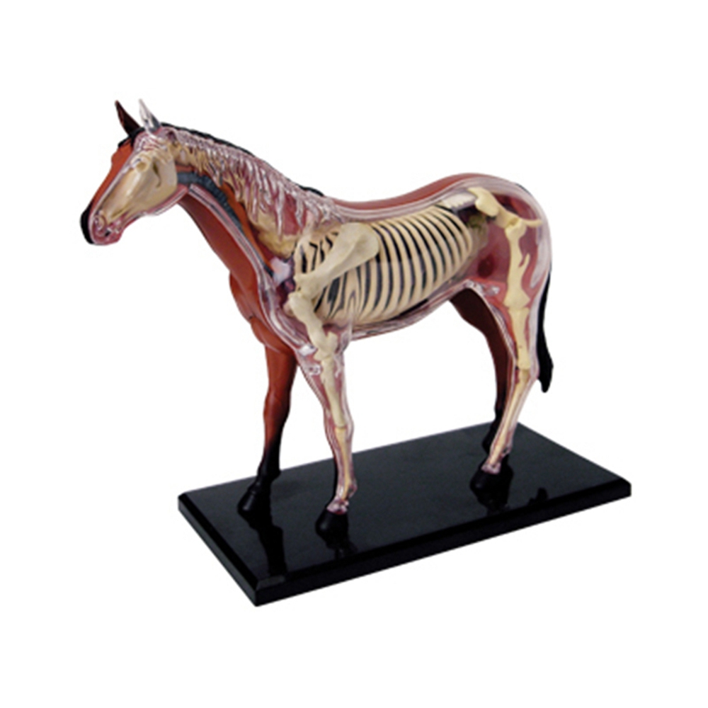 동물 장기 해부학 모델, 4D 말 지능 조립 장난감,  - Science Toys 리뷰 및 가격