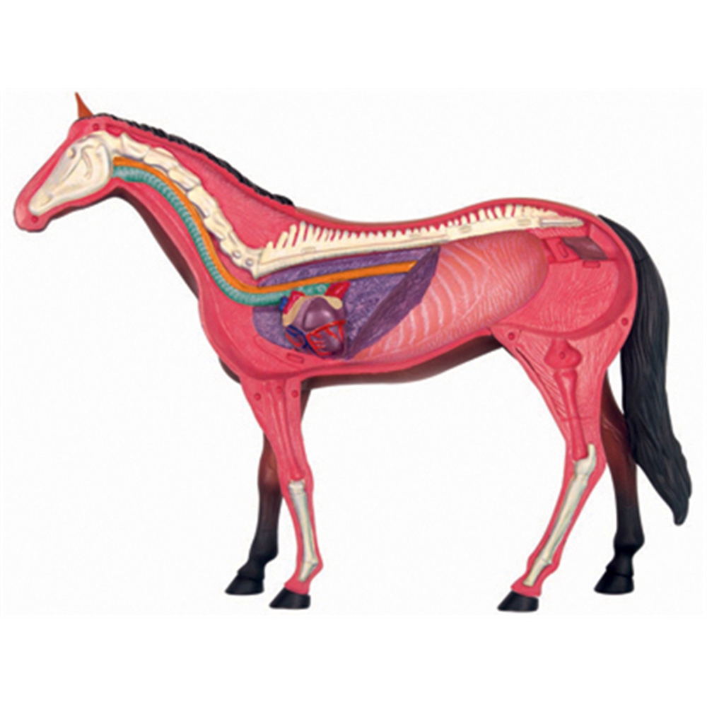 동물 장기 해부학 모델, 4D 말 지능 조립 장난감,  - Science Toys 리뷰 및 가격