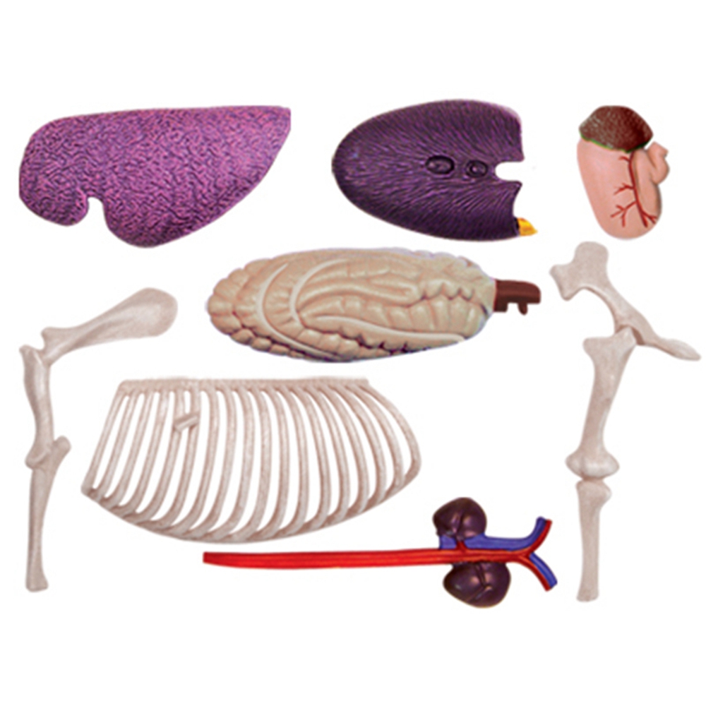 동물 장기 해부학 모델, 4D 말 지능 조립 장난감,  - Science Toys 리뷰 및 가격